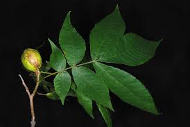 Attēlu rezultāti vaicājumam “Carya cordiformis”