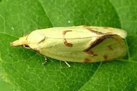 Attēlu rezultāti vaicājumam “Agapeta hamana”