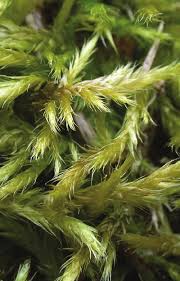 Attēlu rezultāti vaicājumam “Brachythecium albicans”