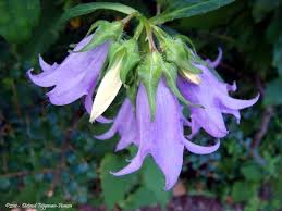 Image result for Campanula trachelium
