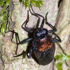 Attēlu rezultāti vaicājumam “Clitellaria ephippium”