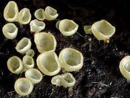 Attēlu rezultāti vaicājumam “Hyalorbilia inflatula”