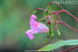 Image result for Impatiens glandulifera