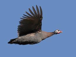 Attēlu rezultāti vaicājumam “Numida meleagris adult”