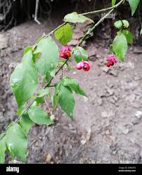 Attēlu rezultāti vaicājumam “Euonymus verrucosus fruit”