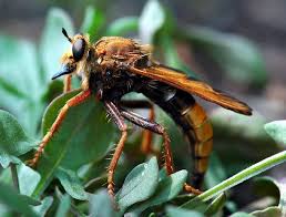 Attēlu rezultāti vaicājumam “Asilus crabroniformis”