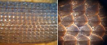 Image result for reptile scales