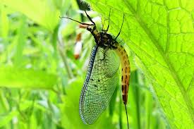 Attēlu rezultāti vaicājumam “Ephemera sp.”