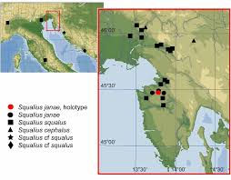 Image result for Squalius cephalus cavedanus