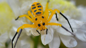 Image result for crab spider