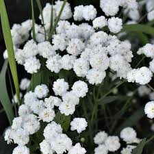 Attēlu rezultāti vaicājumam “Achillea ptarmica fruit”