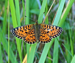 Attēlu rezultāti vaicājumam “Clossiana selene upperside”