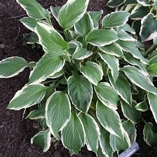 Image result for Hosta fortunei albomarginata