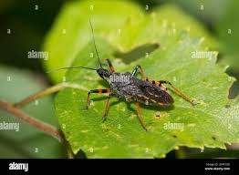 Attēlu rezultāti vaicājumam “Rhynocoris annulatus”