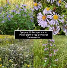 Attēlu rezultāti vaicājumam “Comatricha ellae stalked”