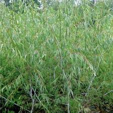 Attēlu rezultāti vaicājumam “Salix daphnoides subsp. acutifolia”