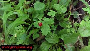 Attēlu rezultāti vaicājumam “Fragaria moschata leaf”