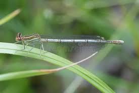Attēlu rezultāti vaicājumam “Platycnemis pennipes female”