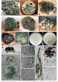 Attēlu rezultāti vaicājumam “Hypocrea rufa”