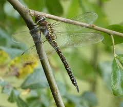 Attēlu rezultāti vaicājumam “Aeshna mixta female”