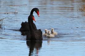 Attēlu rezultāti vaicājumam “Cygnus atratus”