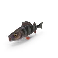 Attēlu rezultāti vaicājumam “Perca fluviatilis”