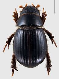 Attēlu rezultāti vaicājumam “Aegialia arenaria”