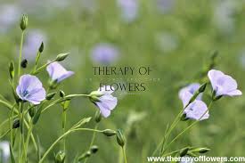 Attēlu rezultāti vaicājumam “Linum usitatissimum flower”