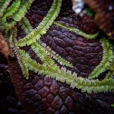 Attēlu rezultāti vaicājumam “Lophocolea minor”