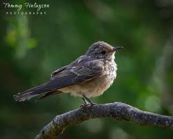 Attēlu rezultāti vaicājumam “Muscicapa striata”