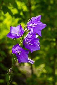 Attēlu rezultāti vaicājumam “Campanula latifolia flower”
