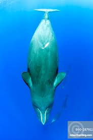 Image result for Physeter macrocephalus