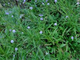 Image result for Succisella inflexa