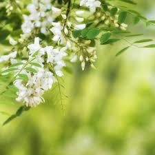 Attēlu rezultāti vaicājumam “Betula humilis male flower”