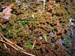 Attēlu rezultāti vaicājumam “Ptilidium ciliare”