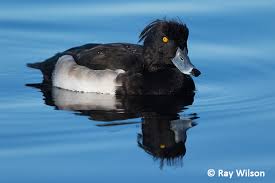 Image result for Aythya fuligula