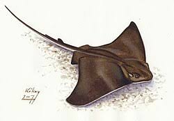 Image result for Myliobatis aquila