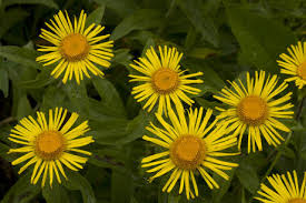 Attēlu rezultāti vaicājumam “Inula salicina flower”