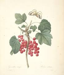 Attēlu rezultāti vaicājumam “Ribes rubrum leaf”