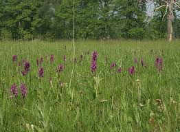 Attēlu rezultāti vaicājumam “Dactylorhiza majalis subsp. baltica”