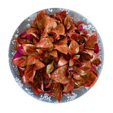 Attēlu rezultāti vaicājumam “Cryptocala chardinyi”