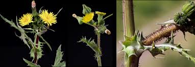 Attēlu rezultāti vaicājumam “Sonchus”