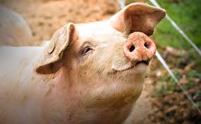 Bildresultat för pigs