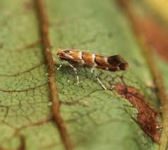 Attēlu rezultāti vaicājumam “Cameraria ohridella”