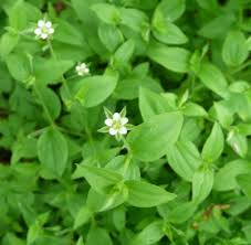 Attēlu rezultāti vaicājumam “Moehringia trinervia leaf”