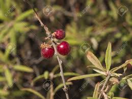 Attēlu rezultāti vaicājumam “Daphne mezereum fruit”