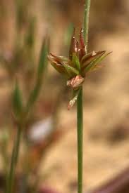 Attēlu rezultāti vaicājumam “Juncus capitatus fruit”