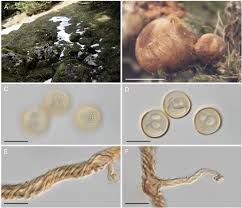 Attēlu rezultāti vaicājumam “Fuligo licentii”