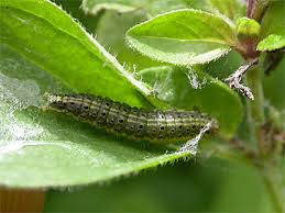 Attēlu rezultāti vaicājumam “Pyrausta aurata”