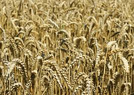 Attēlu rezultāti vaicājumam “Triticum aestivum”